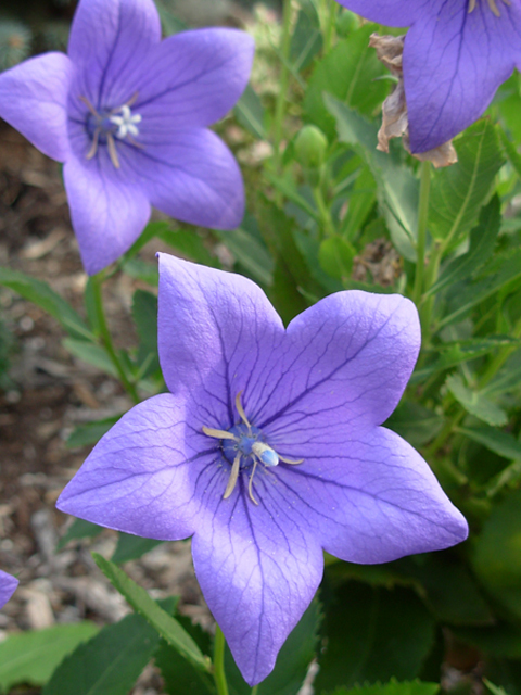 ileen606's profile picture. 