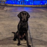 Interquest Detection Canines-Los Angeles (@interquestk9s) 's Twitter Profile