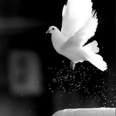 DanielRedUnited's profile picture. Manchester United