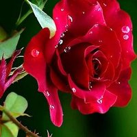 🥀Aryan Raj🌹 (@aryanraj801) 's Twitter Profile Photo 🥀Aryan Raj🌹 (@aryanraj801) 's Twitter Profile Photo