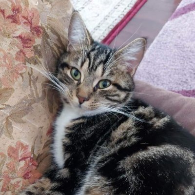 ETuncer85791's profile picture. I Mean Nothing