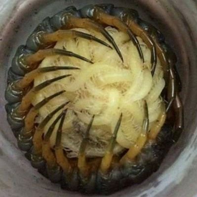 PrettyPrckly's profile picture. 