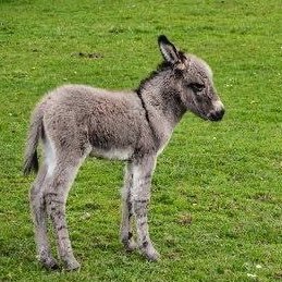 ShakezSimon's profile picture. 