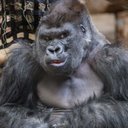 Tom Mullin - @mullin41193 - Twitter