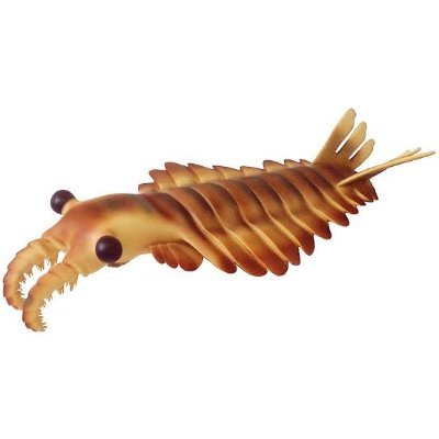 OAnomalocaris's profile picture. 