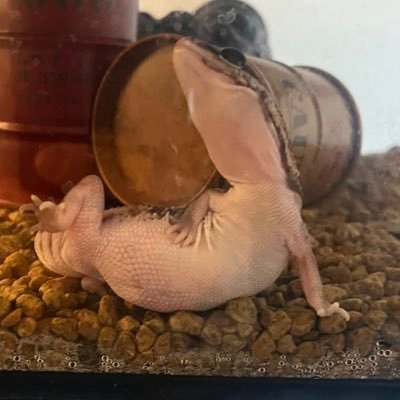 爬虫類飼育中 🦎レオパ2🦎ニシアフ12🦎サバンナモニター1🐢リクガメ2🐍ボールパイソン6🦎アオジタトカゲ2🦎アンダーウッディサウルスミリィ2🦎ガーゴイルゲッコー1🦎サビグニーアガマ2🦎グリーンイグアナ1🦎フォロー大歓迎✨爬虫類系フォロバします✨