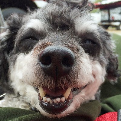 RosiRoo2's profile picture. 