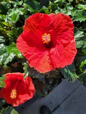 ArielAndBeast's profile picture. Real Amateur Southern Hotwife!!!
Real Amateur couple!!!
Cum use me and have fun!!!
customs available!!!
cumtributes always welcome!!!
extremely fetish friendly!