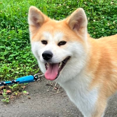 秋田犬定春の母ちゃんです。2023.4.24天国支部へ。 2024.3.3に、縁あって美犬あやめさんをお迎えしました✌️ note始めました→https://t.co/ueNBa9dKxe