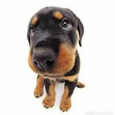 PhuongTrin30129's profile picture. SMARTBOOM FOREVER