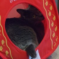 😺猫様😻 (@nekosama_tw) 's Twitter Profile