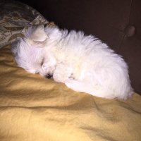 Tamra (@tamralemonis) 's Twitter Profile