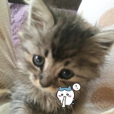 きりねこさんのプロフィール画像