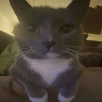 Alter Cap (@altercaps) 's Twitter Profile