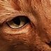 Mother of Cats (@jackielynn1968) Twitter profile photo Mother of Cats (@jackielynn1968) Twitter profile photo