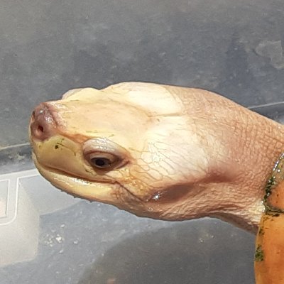 爬虫類(主にカメ)・両生類・魚類好き中年の呟きです。自由にフォローするので自由にフォローして下さい。当アカウントの画像を使ったAI学習お断り。