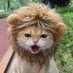 カズハ@猫推し🐱FX初心者🔰 (@animalfx03) Twitter profile photo カズハ@猫推し🐱FX初心者🔰 (@animalfx03) Twitter profile photo