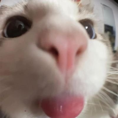 SkuzaYa's profile picture. i like cook🍪