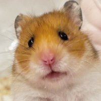 みるくぷりん (@puripuri_puring) 's Twitter Profile