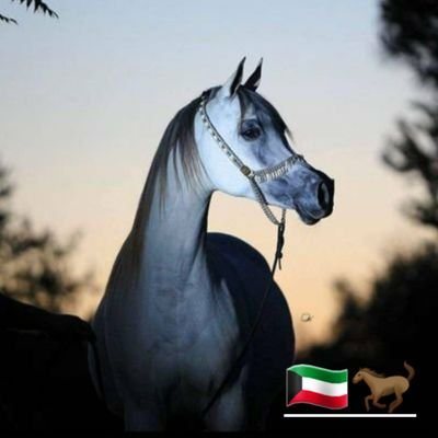اللهمَّ اكفِنِي بحلالِكَ عن حرَامِكَ وأغْنِنِي بفَضْلِكَ عمَّن سواكَ .