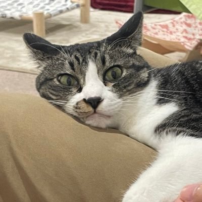 あまとらさんのプロフィール画像