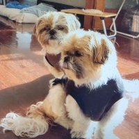Candy Ho (@candyh0h0) 's Twitter Profile
