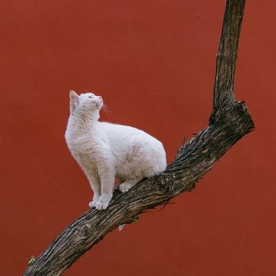 Pteleshop955561's profile picture. 