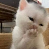 `✗³ทาสเหงียววว🐱✨ (@monn33cy) 's Twitter Profile Photo `✗³ทาสเหงียววว🐱✨ (@monn33cy) 's Twitter Profile Photo