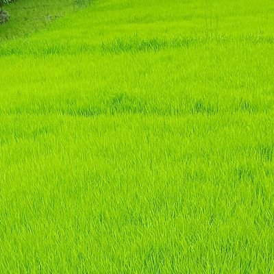 tomcruisee81's profile picture. 