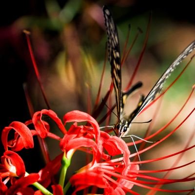 wisteriacl76071's profile picture. 機械オンチですが頑張って使います！
歳は20⬆️(成人済み)、主に見る専門です。
最近、名探偵コナンの映画を観てきました‼️
ヒューマンバグ大学とコナン推してます‼️
基本的に雑食なので(夢垢/腐垢)何でもOK です。
エロ垢やスパム等はお断り‼️‼️