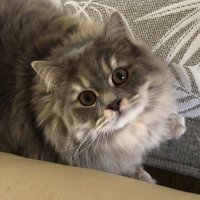 cella (@adindacella) 's Twitter Profile