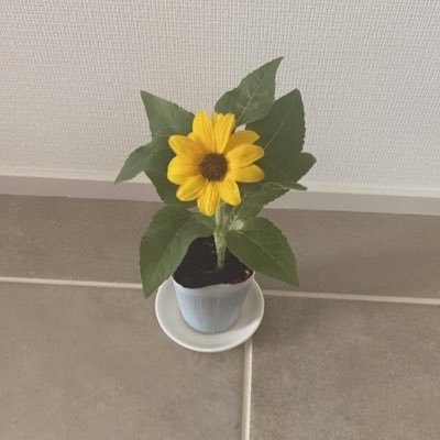 ydlmcd4's profile picture. たっちみ〜