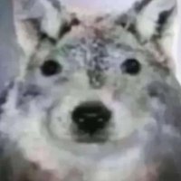 /⁠ᐠ⁠｡⁠ꞈ⁠｡⁠ᐟ⁠\ (@borfweed) 's Twitter Profile Photo