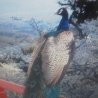 クロス・カルチュラル・スタディサロン Will Tree (@crosscultural_s) 's Twitter Profile Photo