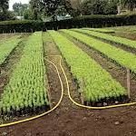 afroforest's profile picture. We only know our true friend in a time of trouble.