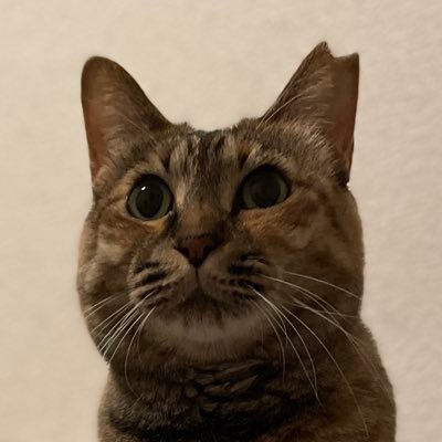 ねこ、本、台湾、スポーツ観戦、映画、音楽、写真。好きな写真家は武田花さんと尾仲浩二さん。2018年10月、茶トラの女の子(チャイ)を保護。2019年11月、お母さん猫と思われるしまサビの女の子(モカ)を保護しましたが、2匹の相性が最悪で試行錯誤の日々です(泣)。ヘッダー画像は台湾の猫とおじさんです。