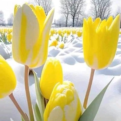 ۩اللَّهٌمَّ صَلِّ وَسَلِّم عَلَىٰ نَبِيِّنَا مُحمَّد وَعَلَىٰ آلِھِہ وَصَحْبِھِہ أَجْمَعِينَ۩ ♥️