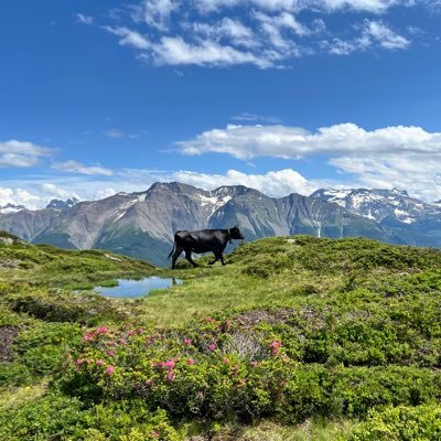 nimaor's profile picture. 