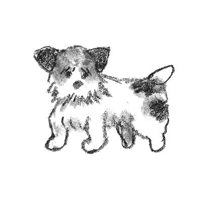 2019年10月19日生まれオス / 繁殖引退犬 / 2024年4月4歳で我が家に来ました。彼が少しずつ世界を知っていく様子をしたためるアカウントです