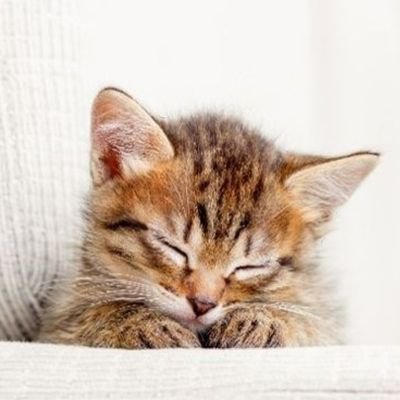 nyanko288's profile picture. 