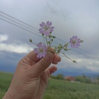 Elif (@elifbl88) Twitter profile photo