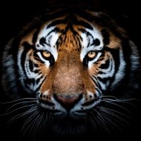 புலி 🐾 🐯 Indian Tiger (@tigerindn) 's Twitter Profile Photo