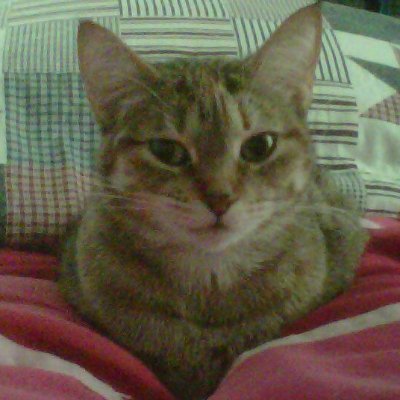 Larealot4M's profile picture. Love: God, His Word, Jesus and His Atonement. Anti: medical tyranny, main stream news, Communism.