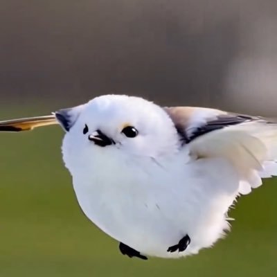 lonelydefense's profile picture. 政治的な思想は中道ど真ん中です！！！gourmet大好き ブロックDystopiaへ！！藤原山蔭から数えると39代目