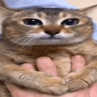 たこちゃん (@tacochan45) 's Twitter Profile