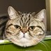 The T (@pontacosthecat) Twitter profile photo The T (@pontacosthecat) Twitter profile photo