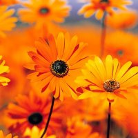 Fahd (@fahdfah68073) Twitter profile photo