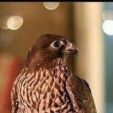 aosamh98's profile picture. اللهم صلِّ وسلم وبارك على سيدنا محمد وعلى آله وصحبه