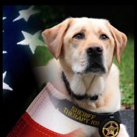Darrah Metz (@k9mattis) 's Twitter Profile