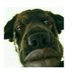 Poopy Dog (@realpoopydog) Twitter profile photo Poopy Dog (@realpoopydog) Twitter profile photo